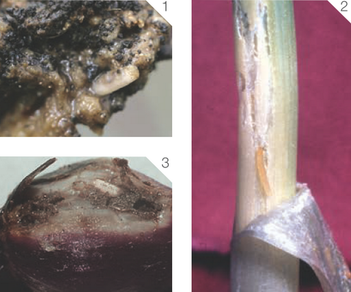 Муха луковая или цветочница луковая