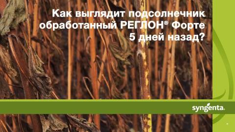 Как выглядит подсолнечник обработанный РЕГЛОH® Форте 5 дней назад