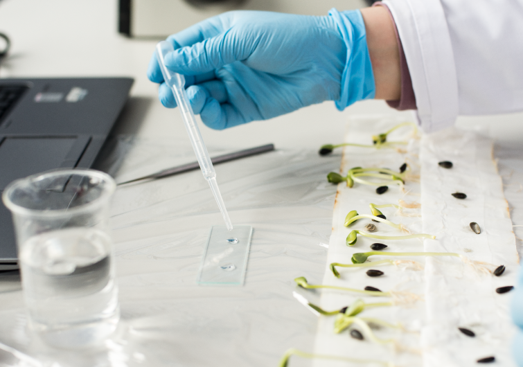 Фитоэкспертиза семян, фото