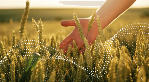 Почему биостимуляторы необходимы каждому фермеру Почему биостимуляторы необходимы каждому фермеру