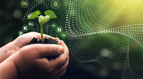 Примеры действия биостимуляторов компании «Сингента» Примеры действия биостимуляторов компании «Сингента»