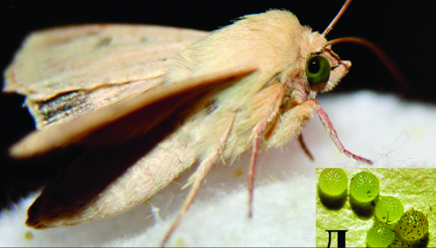 Как правильно защитить растения? Как правильно защитить растения?