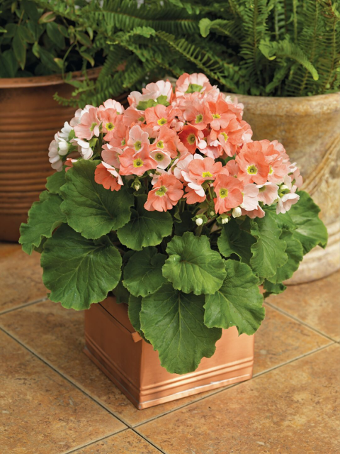 Примула обконика фото 2 Примула обконика фото 2