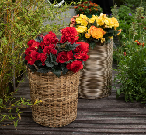 Бегония Лимитлесс фото 1 Бегония Лимитлесс фото 1