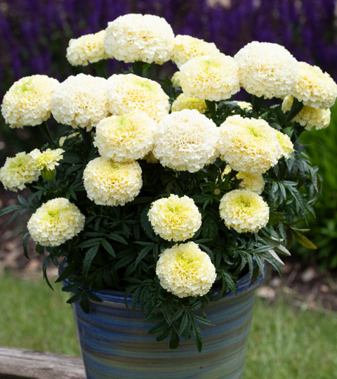 Сроки выращивания различных видов бархатцев Сроки выращивания различных видов бархатцев