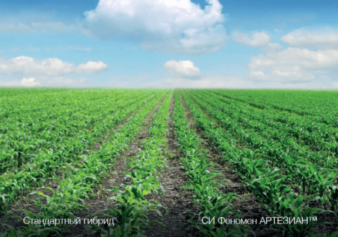 Гибриды кукурузы АРТЕЗИАН™: и для лояльных, и для стрессовых условий Гибриды кукурузы АРТЕЗИАН™: и для лояльных, и для стрессовых условий