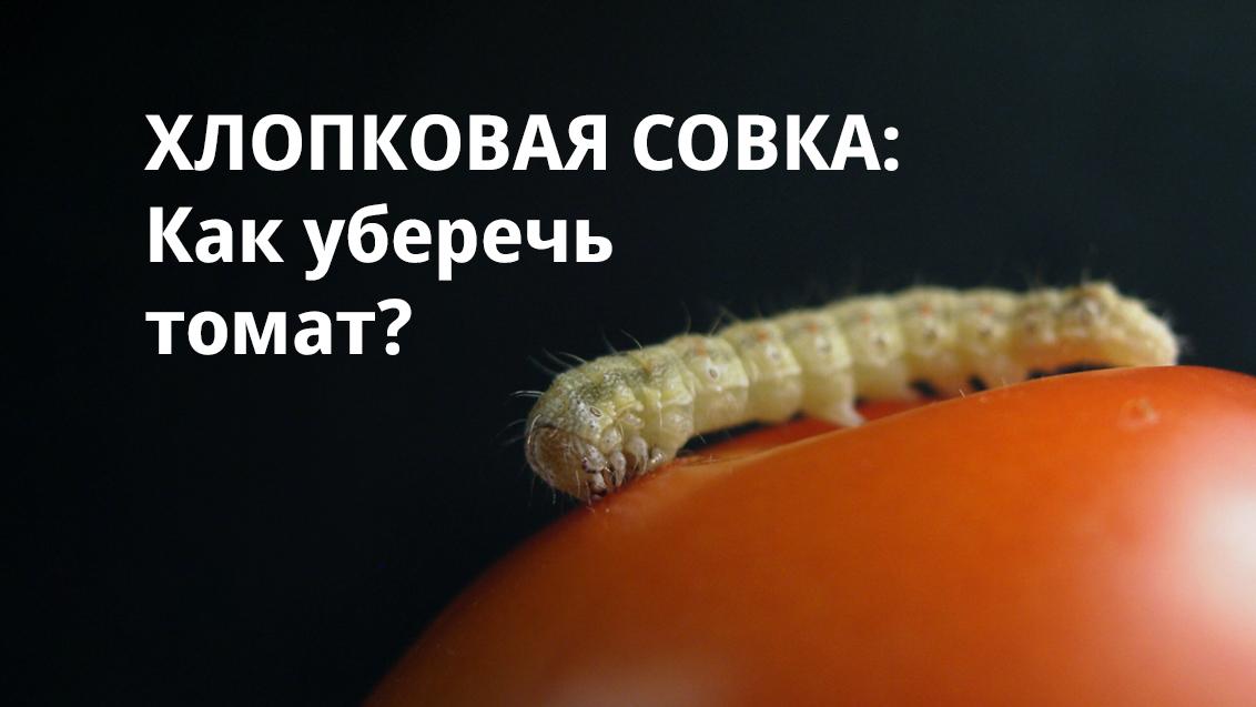 Хлопковая совка: как уберечь томат?